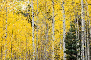 Fototapeta premium White quaking aspens in the fall with bright yellow leaves