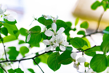 white flowers of apple tree