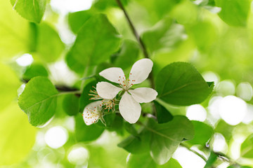 white flowers on green background