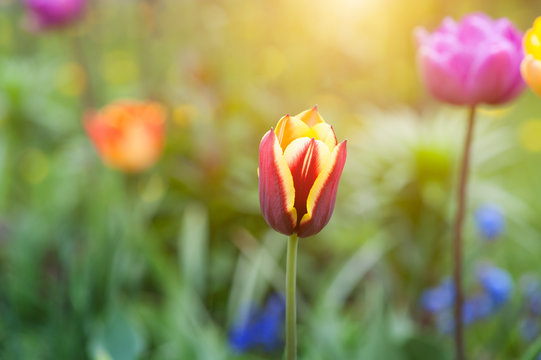 Closeup Of A Beautiful Single Tulip Flower