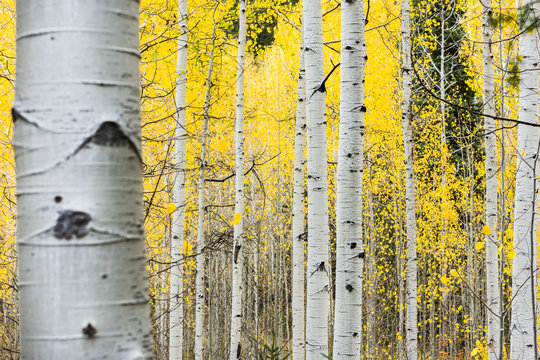 White quaking aspens in the fall with bright yellow leaves
