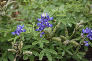 bluebonnets