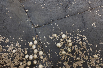 Group of limpets on a black slate rock