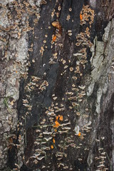 mushrooms on stump