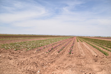 Arizona rose bush nursery