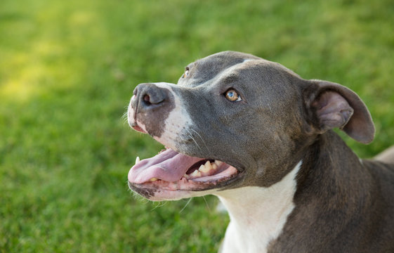 Pit Bull Dog Looking Up