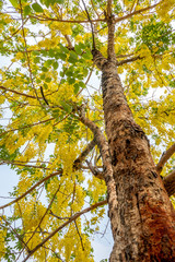 Fototapeta premium The blossom yellow Cassia Fistula trees in the afternoon with the natural sun light in the summer sky. 