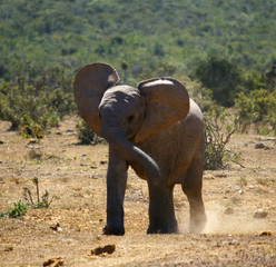 Fototapeta na wymiar A young elephant in Addo National Park