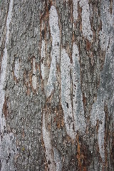 tree bark