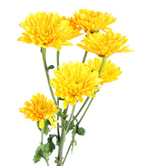 Beautiful yellow flowers isolated on a white background. Daisy (Aster) 
