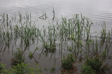 grass in lake