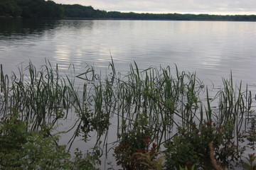 grass in lake