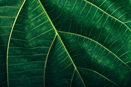 Leaf Macro Texture