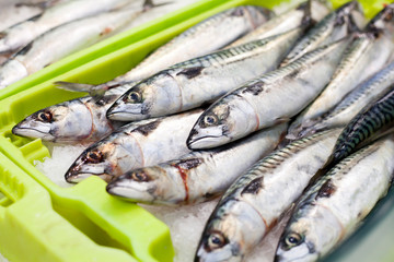 Atlantic Mackerel fish  - Scomber scombrus