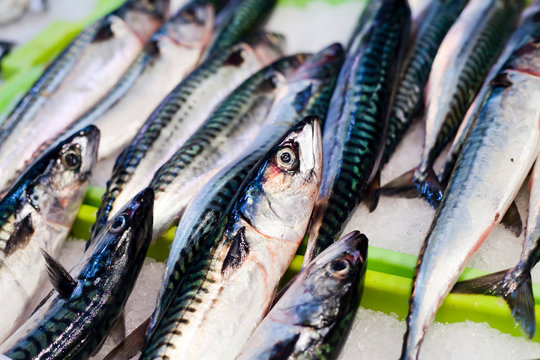 Atlantic Mackerel fish  - Scomber scombrus