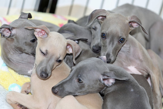 Hundebabys Photos Royalty Free Images Graphics Vectors Videos Adobe Stock