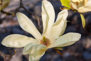 Magnolia Amarilla