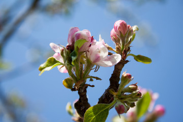 Ciruelo blanco en flor