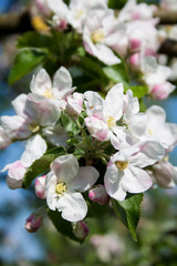 Ciruelo blanco en flor