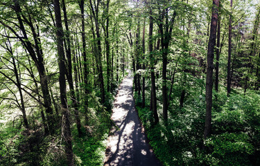 Wald Panorama von oben