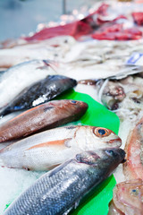 Fresh snapper fish market.
