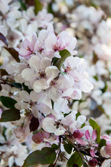 Cerezo Japonés Blanco