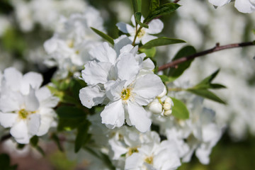 Botanical Flowers