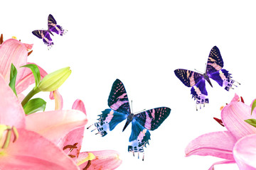 Obraz na płótnie Canvas Beautiful pink lily flowers and colorful butterflies isolated on white