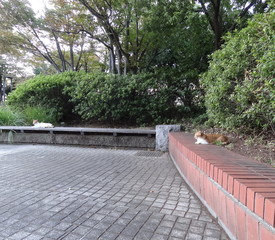 公園でくつろぐ猫