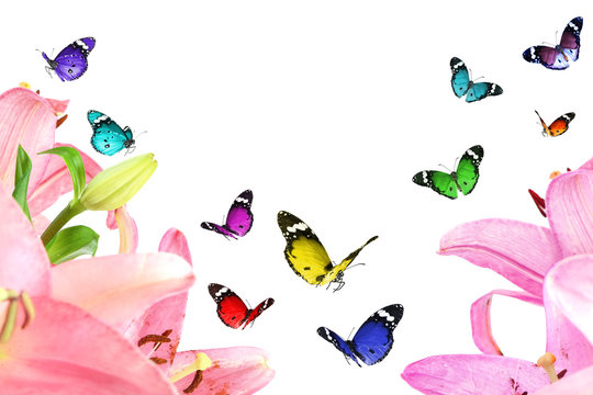Beautiful pink lily flowers and colorful butterflies isolated on white