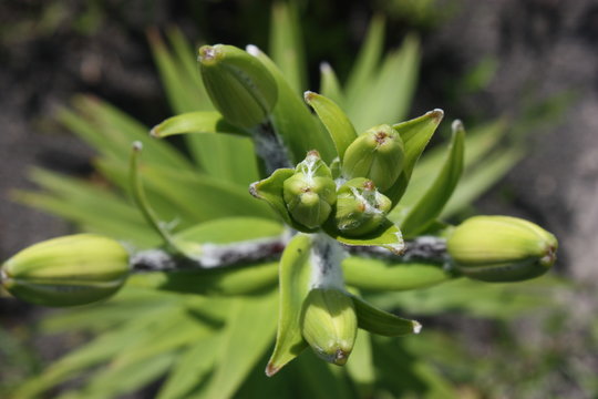 lily buds