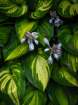 hosta