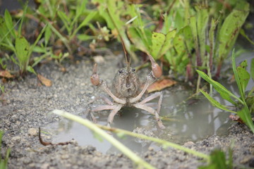 backyard mud bugs