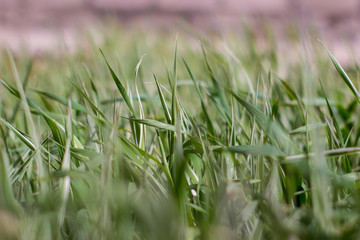 Grass and flowers in the garden