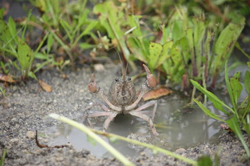 backyard mud bugs