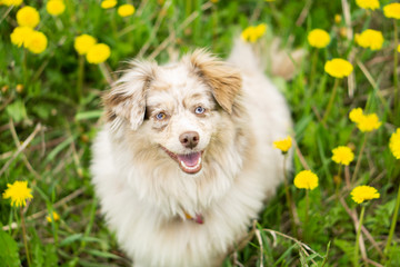 Miniature australian shepherd looking into the camera in a field of dandelions with its tongue out 