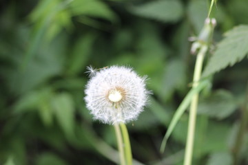 Pappus d'un pissenlit