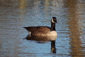 Goose on the water