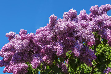 Bush of lilac blossoms against the blue sky