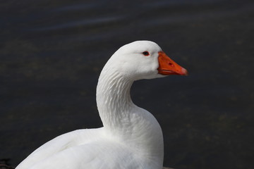 portrait of a goose