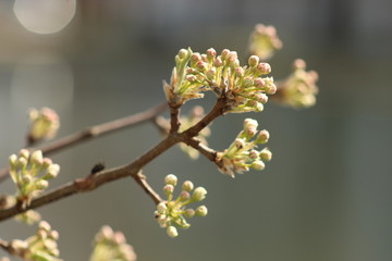 Budding Flowers