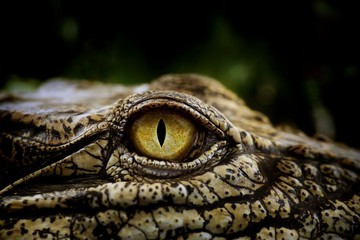 Close up of the yellow eye crocodile. Amazing animal planet ideas concept and free space for text. - Powered by Adobe