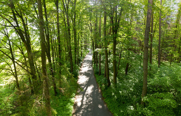 Waldpanorama aus der Vogelperspektive