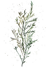 seaweed illustration