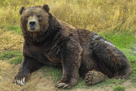 A grizzly bear relaxing in a field.