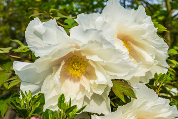big white flowers blossoming during spring season, california tree poppy in closeup, nature background