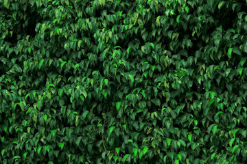 Natural Green leaves wall background, No pattern - Image