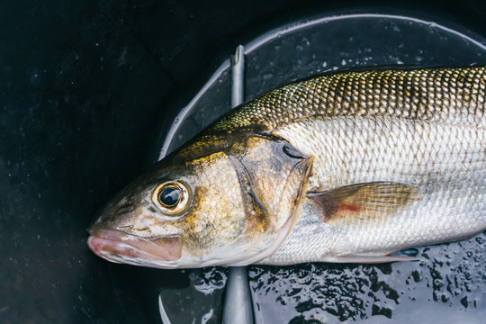 Recreational Fishing.