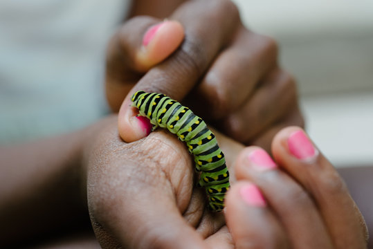 Parsley Caterpillar in Child's Hands