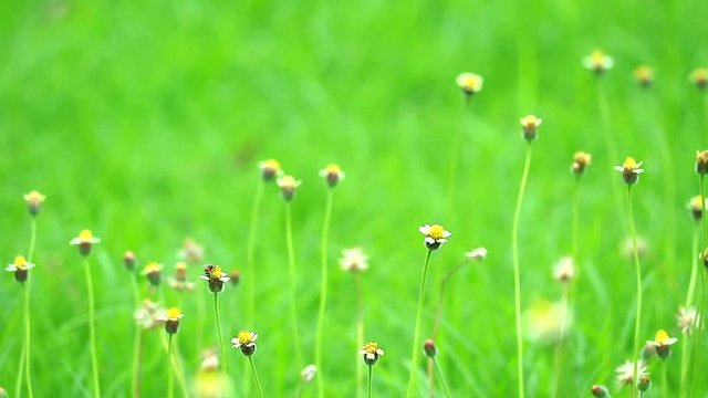 grass flowers swing by wind and green leaves background in garden